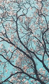 Image result for Pretty iPhone Wallpaper