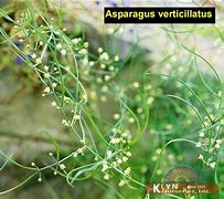 Asparagus verticillatus-साठीचा प्रतिमा निकाल
