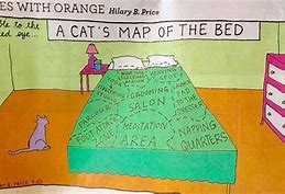 Image result for Cat Bed Map