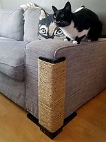 Image result for Cat Scratch Couch Meme