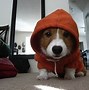 Image result for Adorable Puppy