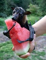 Image result for Funny Fruit Bat Puns