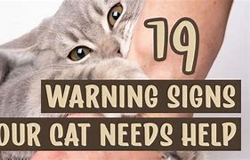 Image result for Cat Warning Signs