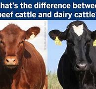 Image result for Cattle vs Cow