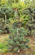 Image result for Pinus parviflora Billie (M - PAR 4)
