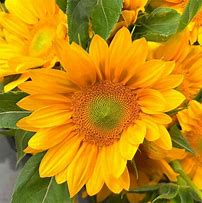 Image result for Fresh Sunflowers