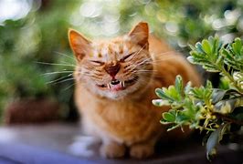 Image result for Orange Cat Smiling