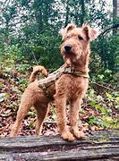 Image result for Irish Dogs Folklore