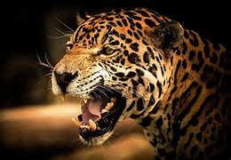 Image result for Cricket with Jaguar Head Animal