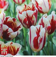 Image result for Tulipa Carnaval de Nice