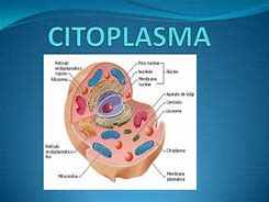 Image result for citoplasma