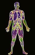Image result for Composition of Human Body
