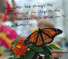 Image result for Caterpillar Butterfly Quote