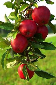 Image result for Red Delicious Apple Tree Leaf