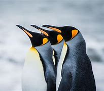 Image result for Penguin 4K Walpapers