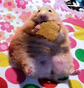 Image result for A Fat Hamster