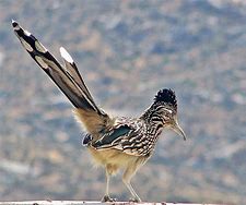 Image result for Road Runner Real Life