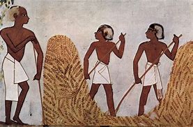 Image result for Egyptian Farmer