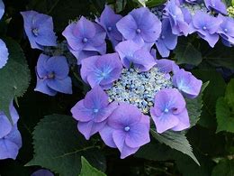Bildergebnis für Hydrangea macrophylla Blauling