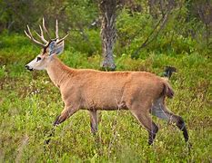 Image result for Deer Snoot