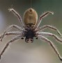 Image result for Most Deadly Spider in Australia