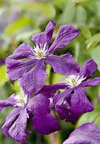 Image result for Purple Star Clematis