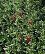 Image result for Salvia microphylla Caramba