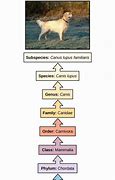Image result for Dog Evolution Timeline