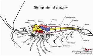 Image result for Shrimp Head Anatomy