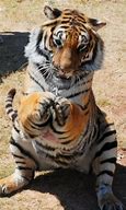 Image result for Praying Tiger