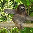 Image result for Sloth Profile