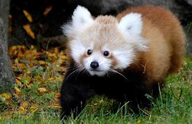 Image result for Panda Fur