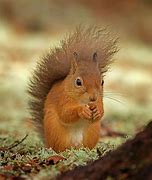 Image result for Cute Eurasian Red Squirrel