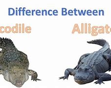 Image result for Difference Between Alligator and Crocodile After While Joke