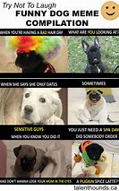 Image result for What Kind of Dog Is This Meme