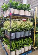 Image result for Colorado Costco