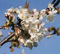 Bildergebnis für Prunus avium Broechemse