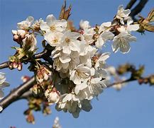 Image result for Prunus avium Sam