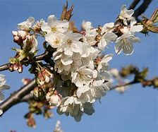 Image result for Prunus avium Merchant