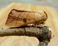 Image result for "walnut-caterpillar"