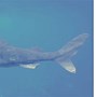 Image result for Greenland Sleeper Shark