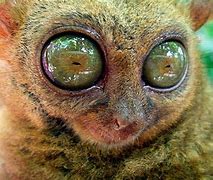 Image result for Little Animal with Big Eyes