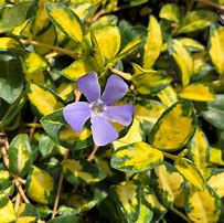 Image result for Vinca minor Illumination