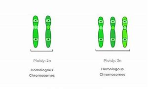 Image result for Ploidy