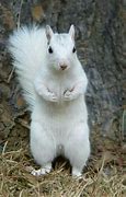 Image result for Baby Albino Squirrel