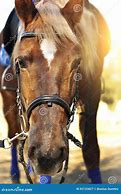 Image result for Brown Horse with Bridle