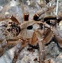 Image result for Queen Baboon Tarantula