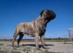 Image result for Largest Guard Dogs