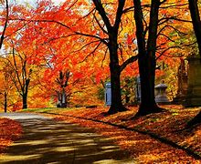 Image result for fall for