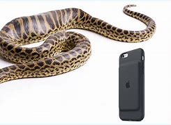Image result for Phone Case for iPhone 6s Plus